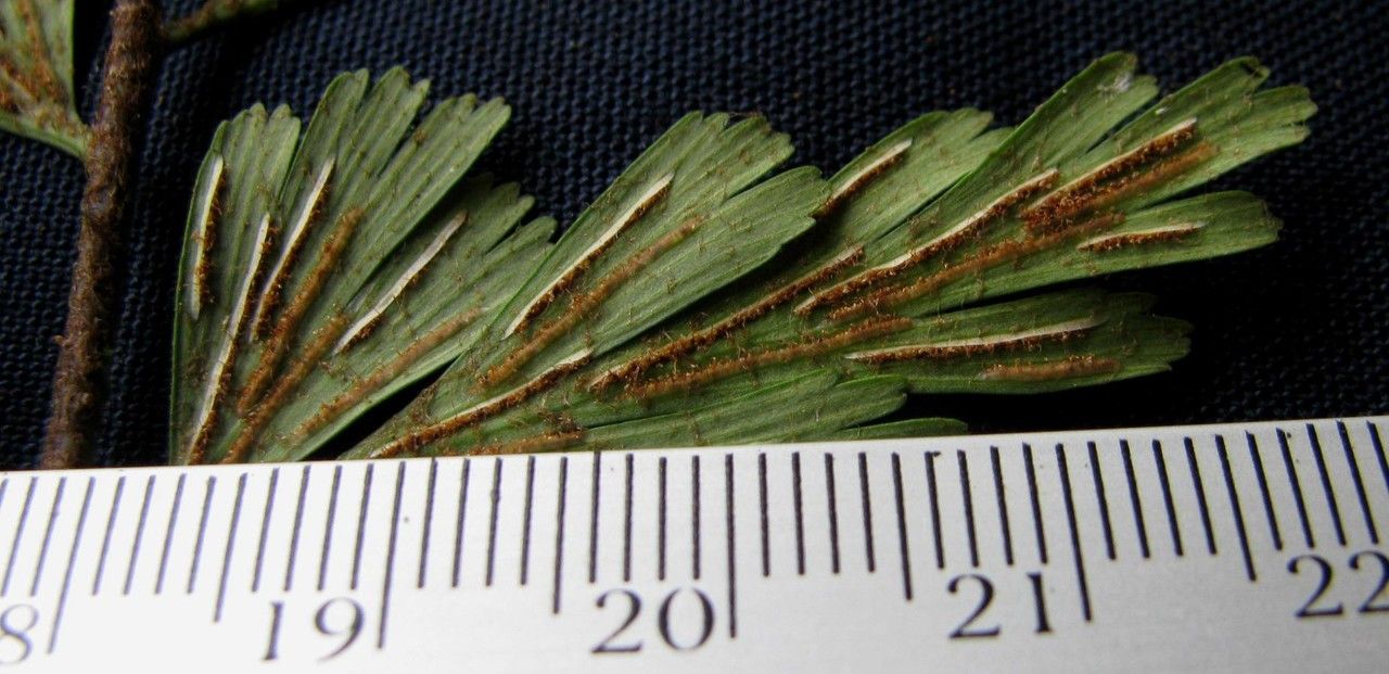 Asplenium praemorsum other