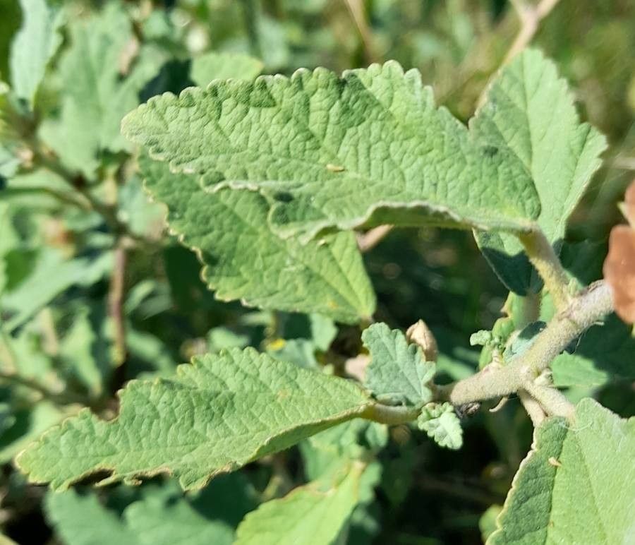 Sphaeralcea bonariensis leaf