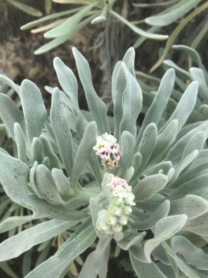Tournefortia gnaphalodes flower