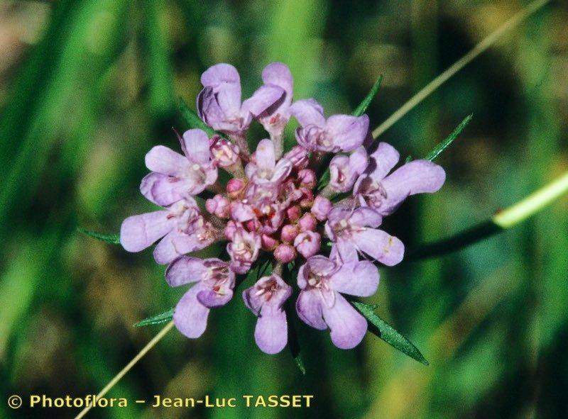 Scabiosa corsica flower