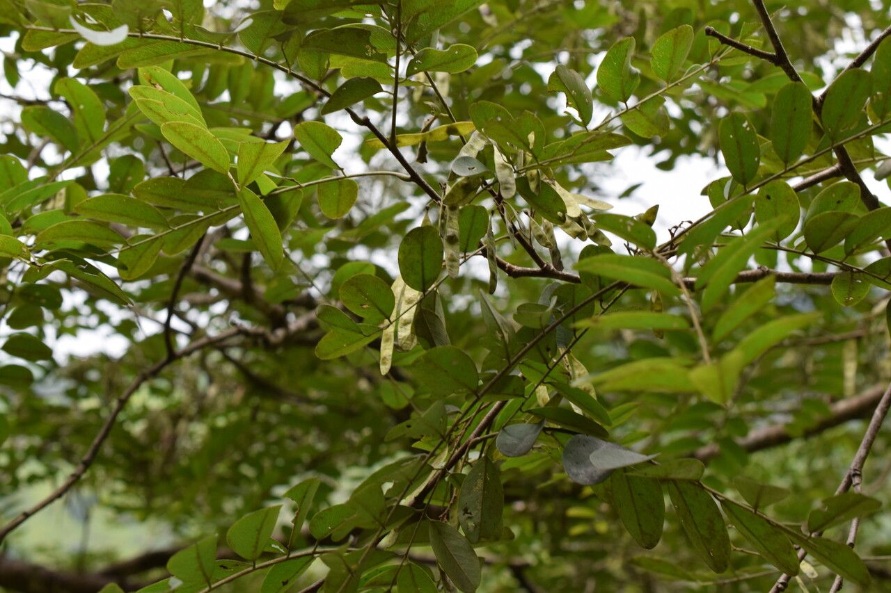 Dalbergia sericea habit