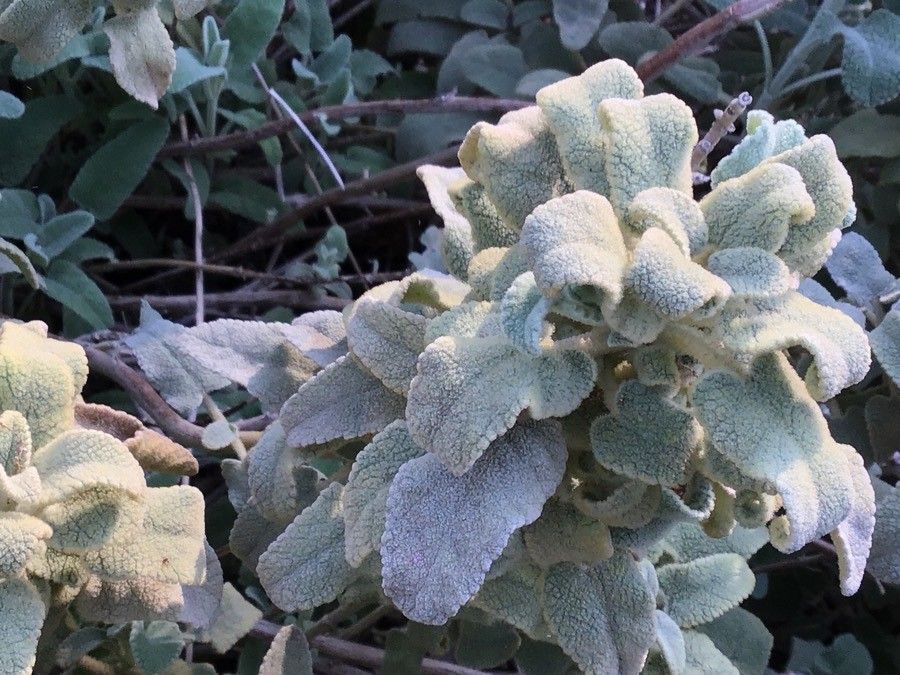 Phlomis italica — search result for 'Phlomis'