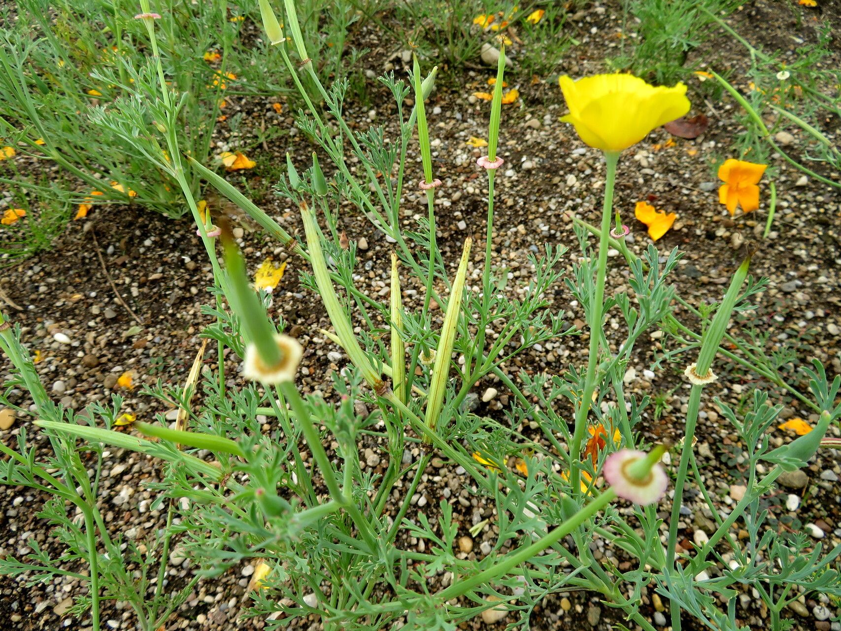 Papaver commutatum fruit