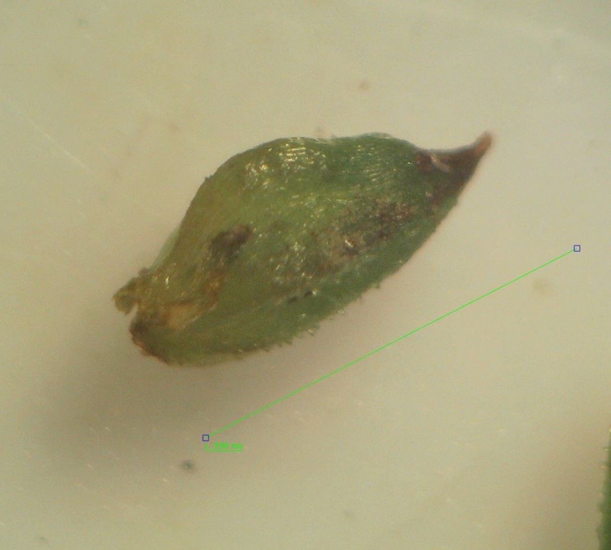 Baldellia repens fruit