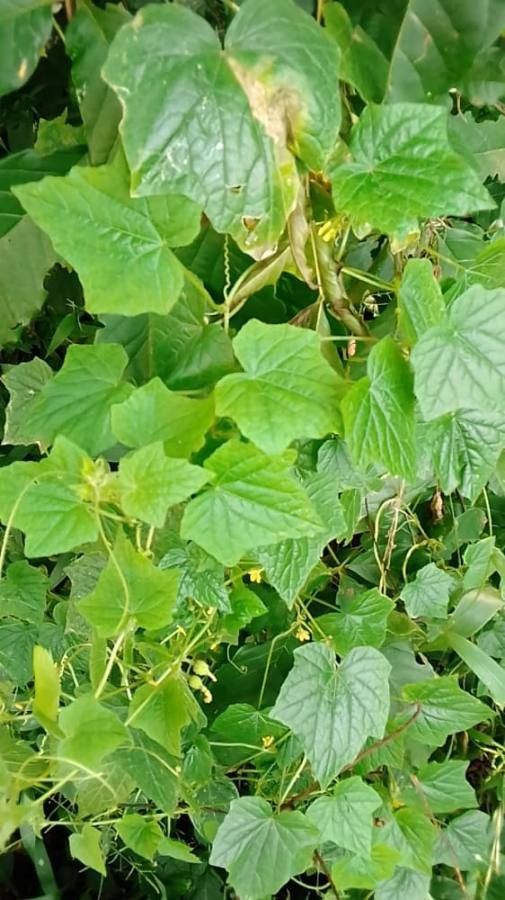 Mukia maderaspatana leaf