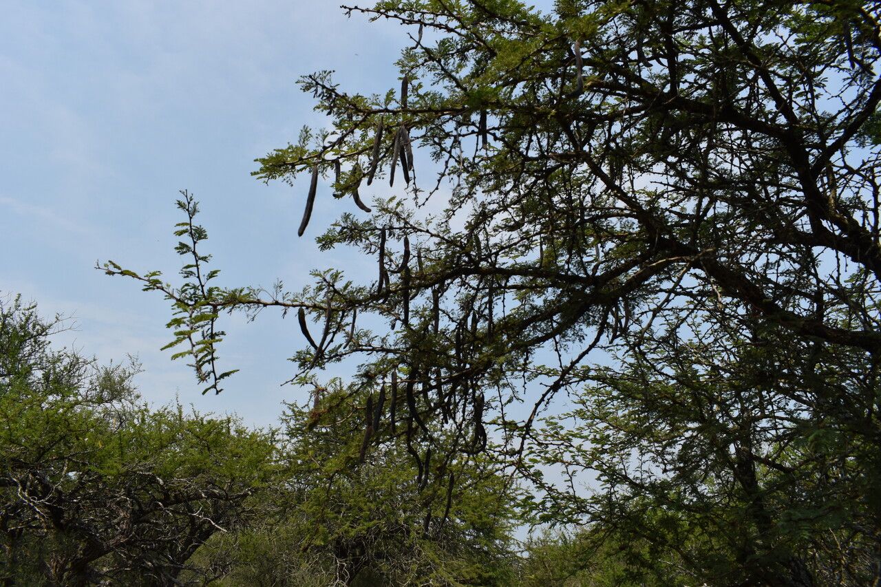 Vachellia astringens fruit