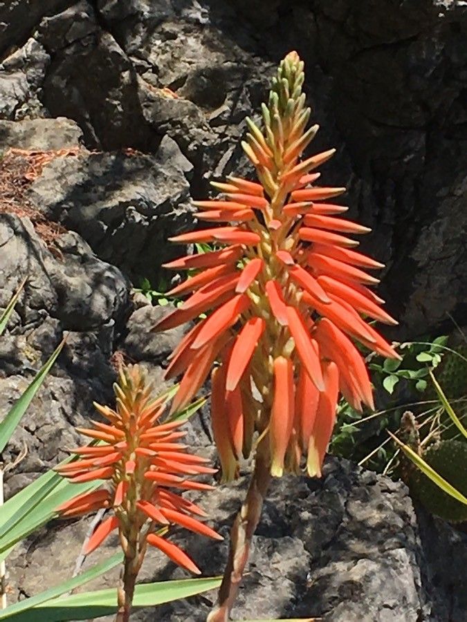 Aloe brevifolia flower