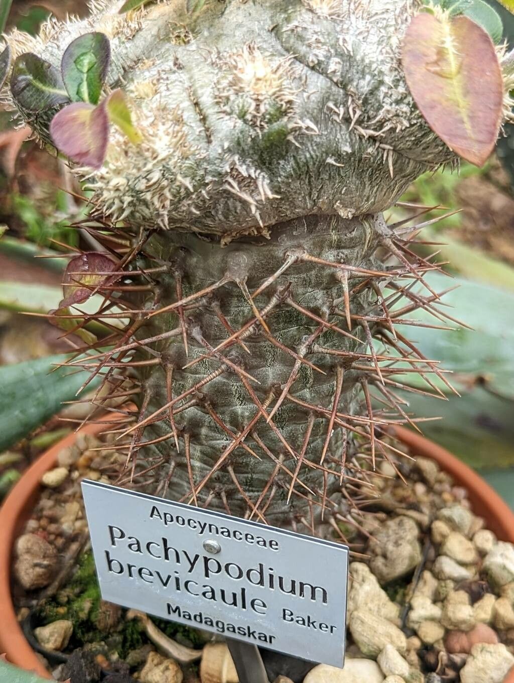 Pachypodium brevicaule bark