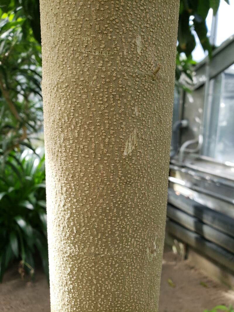 Quararibea funebris bark