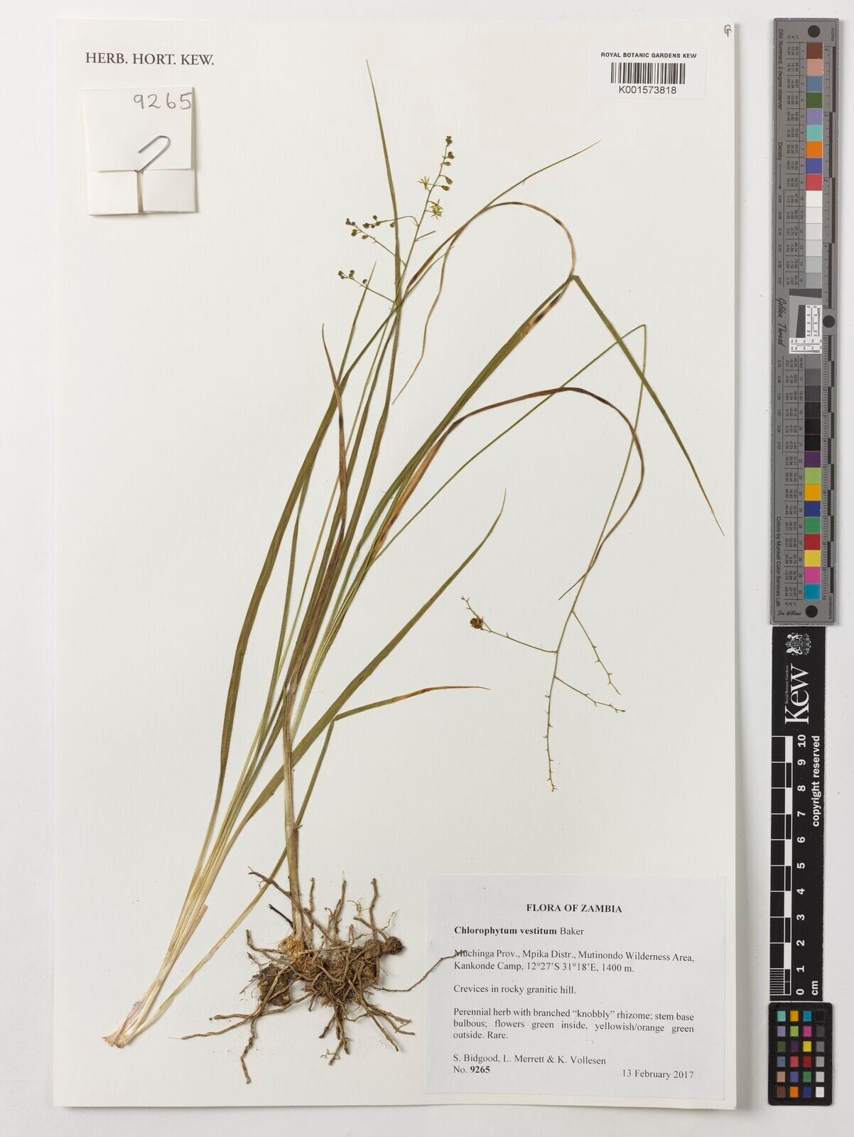 Chlorophytum vestitum — search result for 'Chlorophytum'