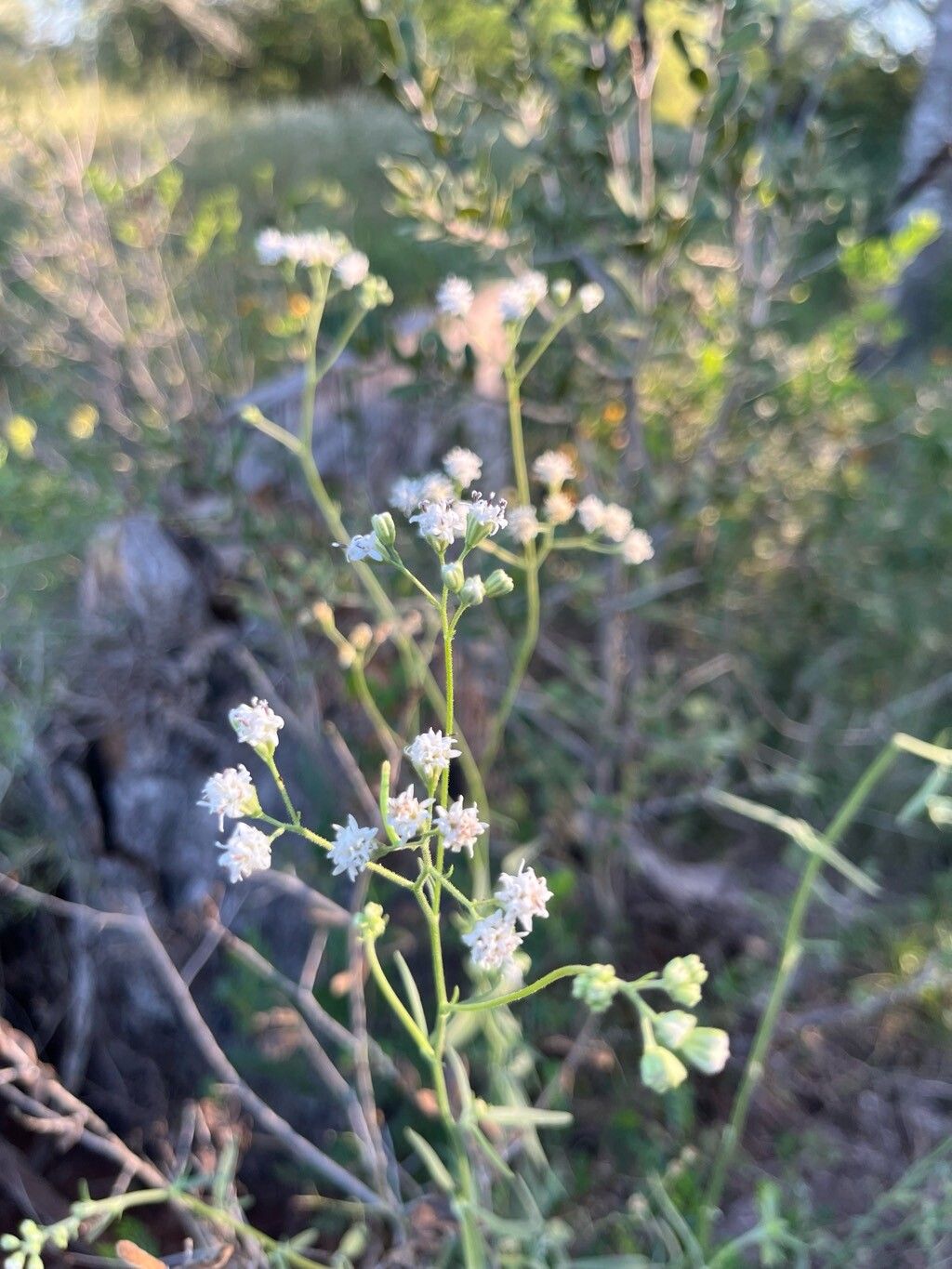 Florestina tripteris flower