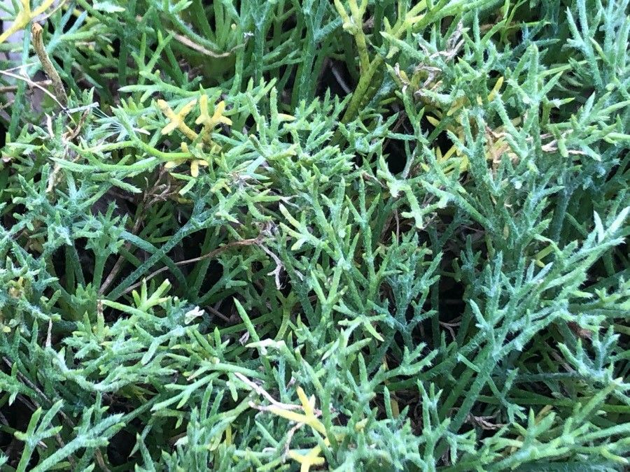 Rhodanthemum catananche — houseplant care guide