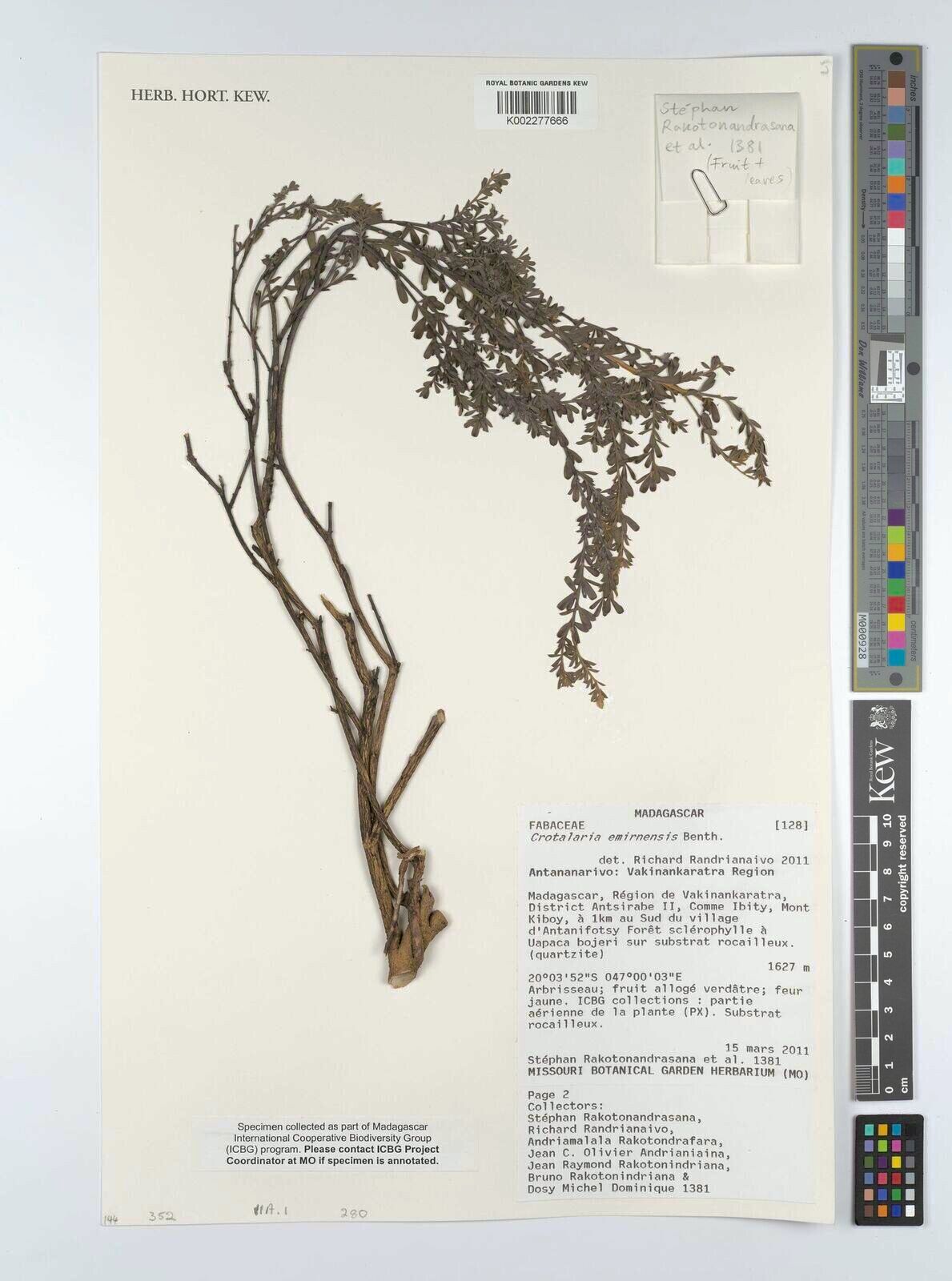 Crotalaria emirnensis — houseplant care guide