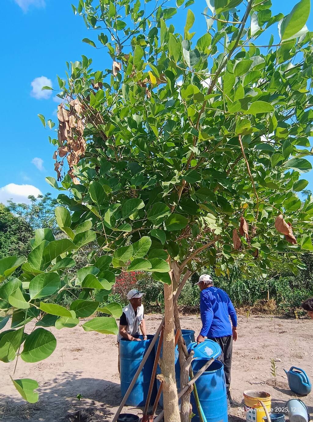Erythrina mulungu habit