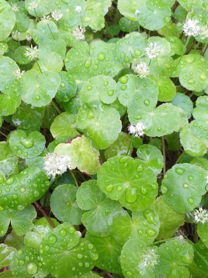 Hydrocotyle leucocephala leaf