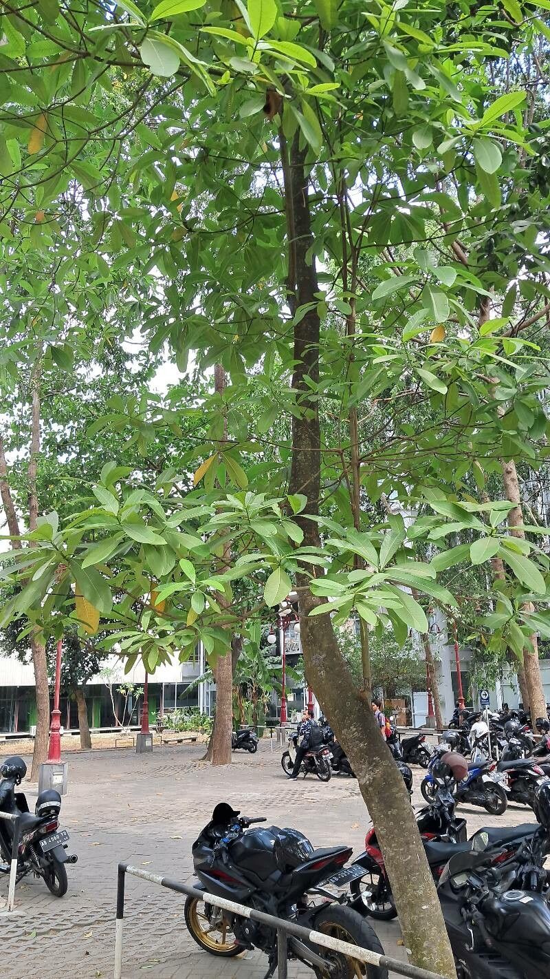 Alstonia spectabilis leaf