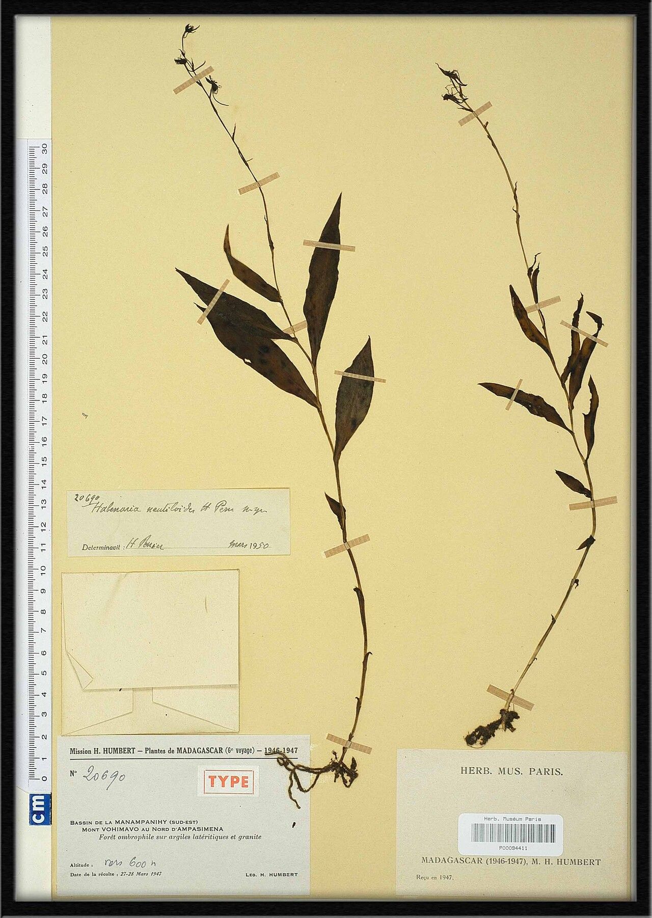 Habenaria nautiloides — houseplant care guide