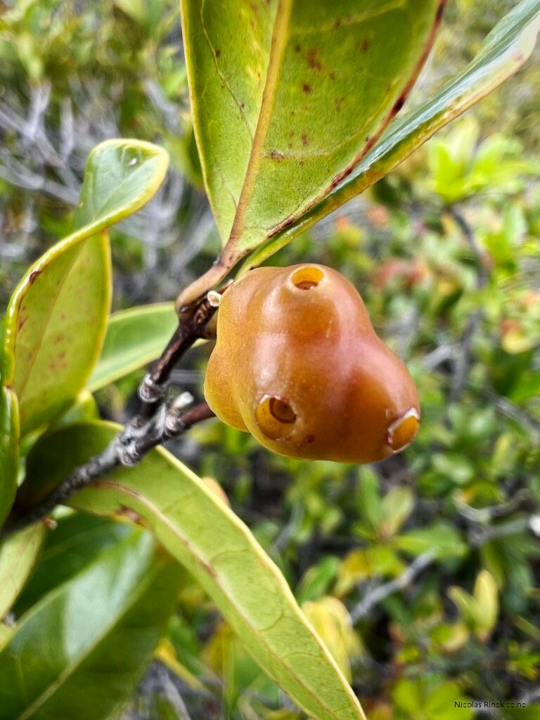 Gynochthodes glaucescens fruit