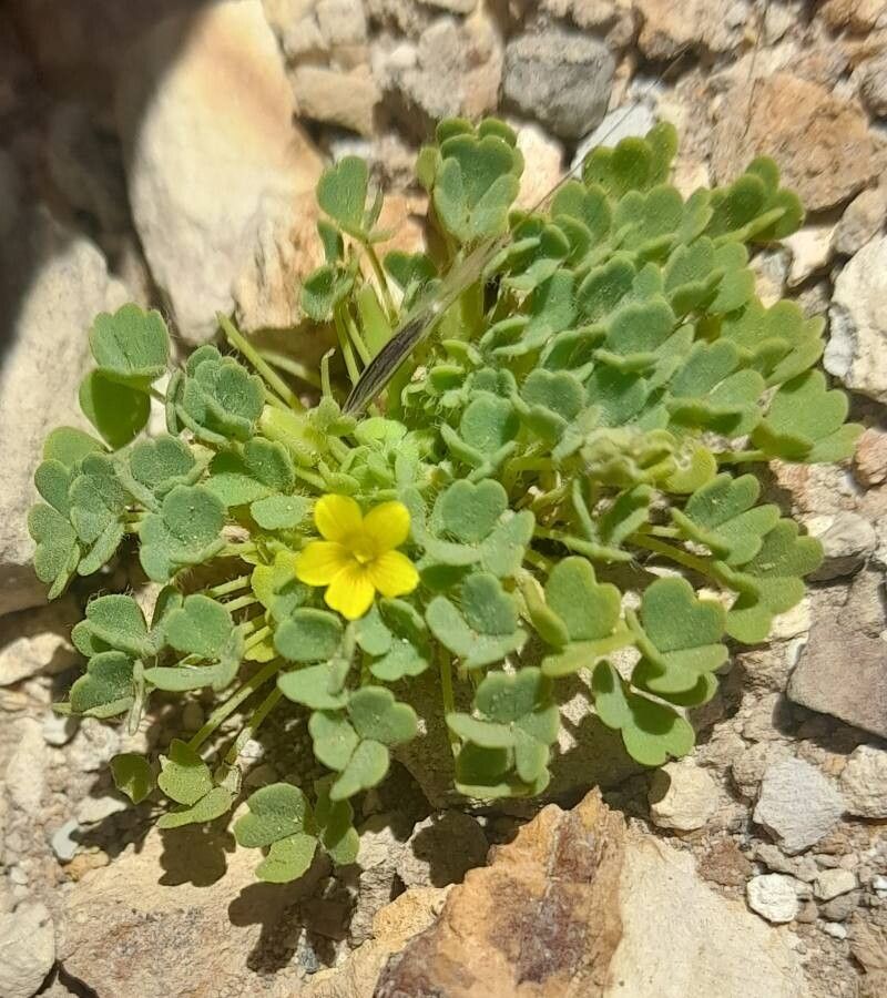 Oxalis compacta — houseplant care guide