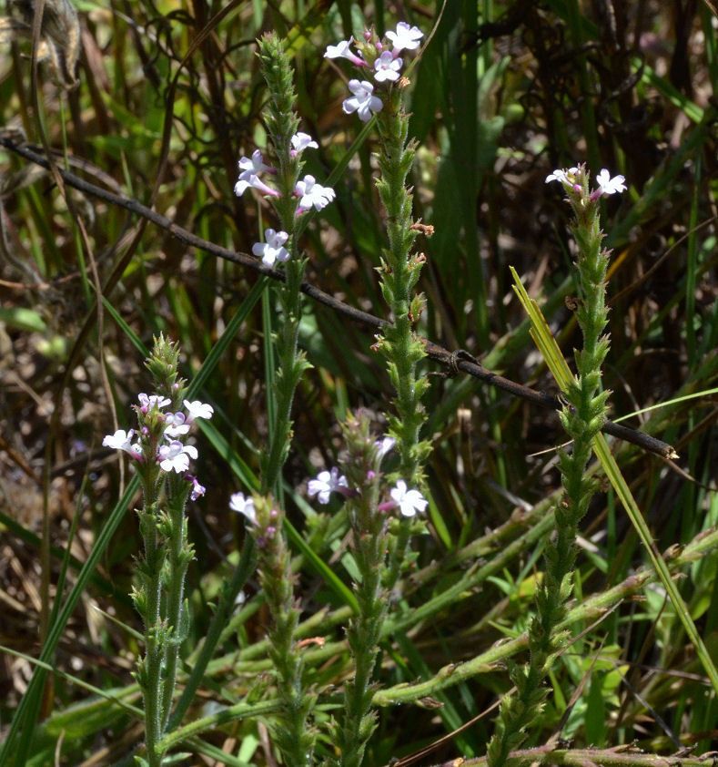 Verbena californica habit