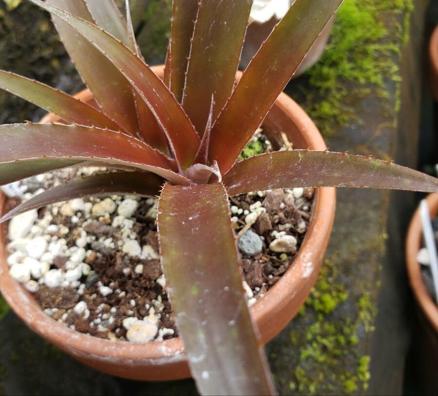 Cryptanthus bahianus leaf