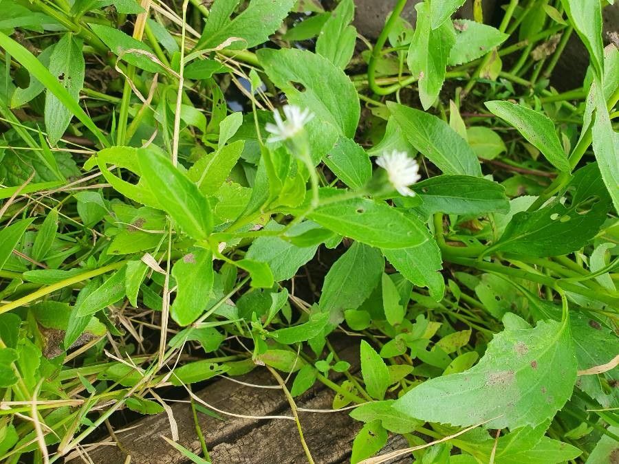 Adenostemma mauritianum flower