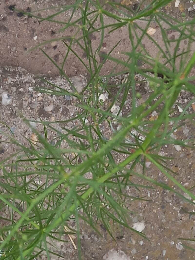 Asparagus verticillatus — search result for 'Asparagus'