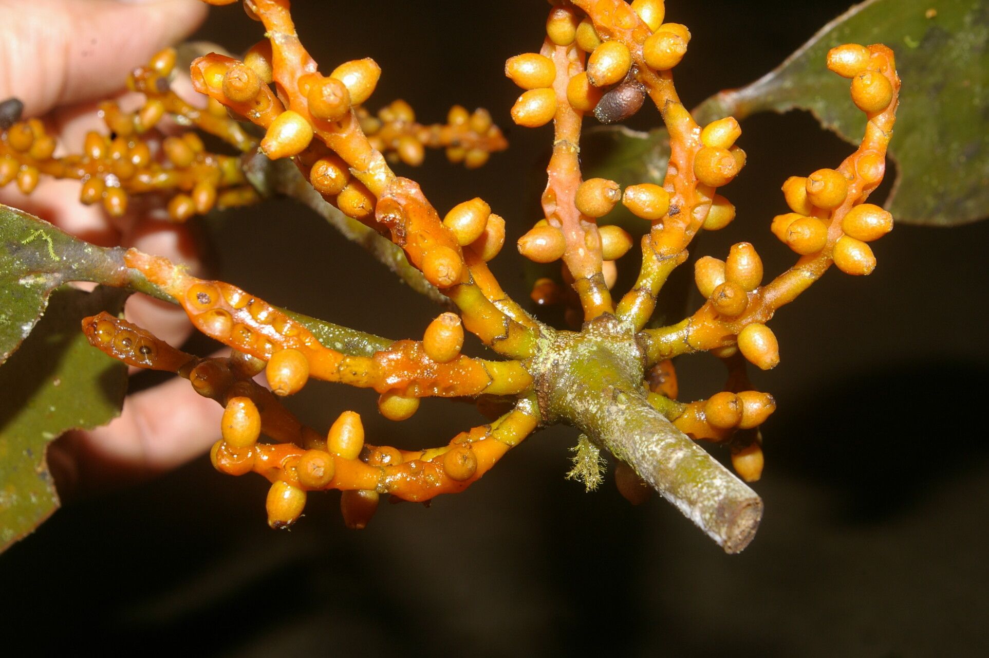 Phoradendron nitens — houseplant care guide