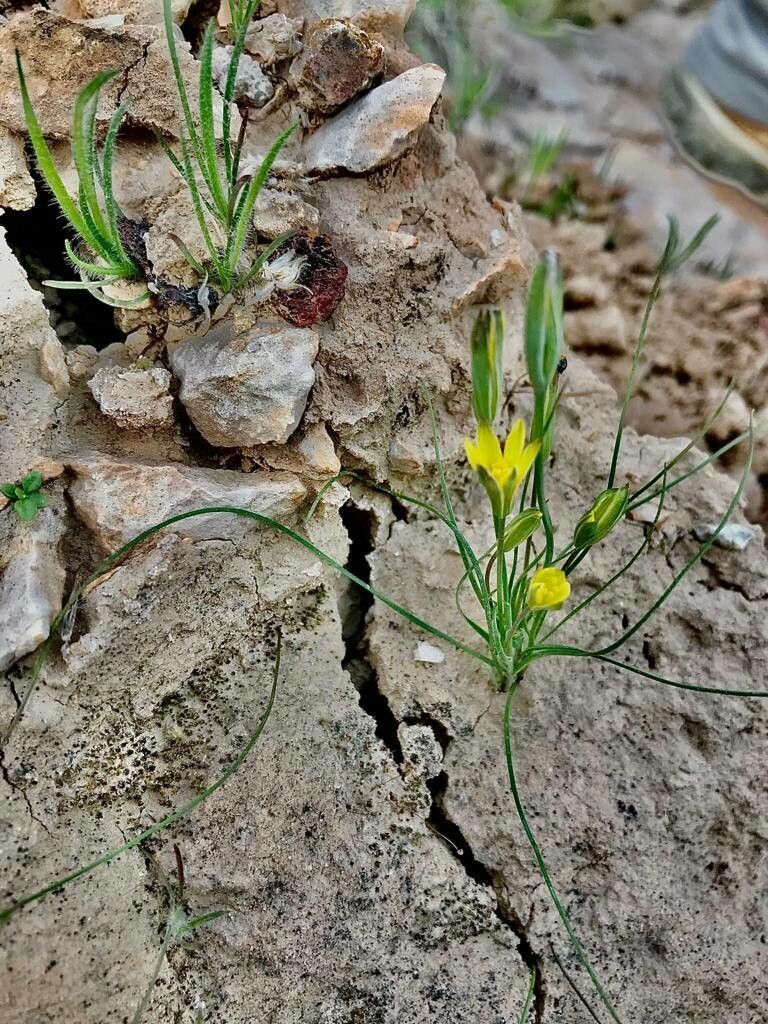 Gagea chlorantha other