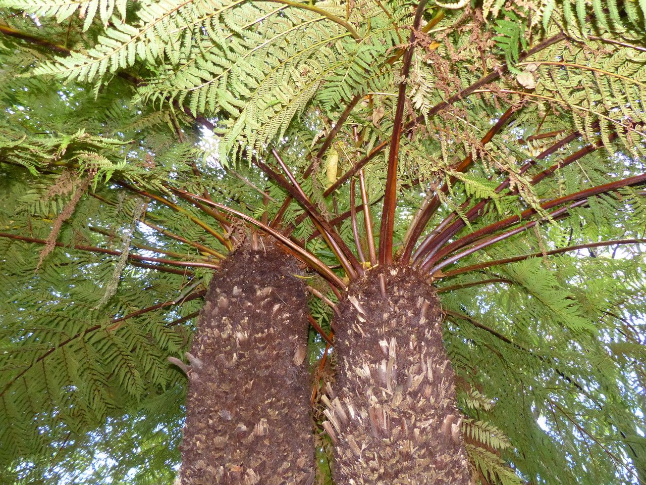 Cyathea dregei bark