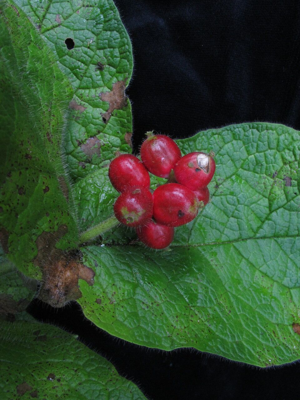 Triosteum himalayanum habit