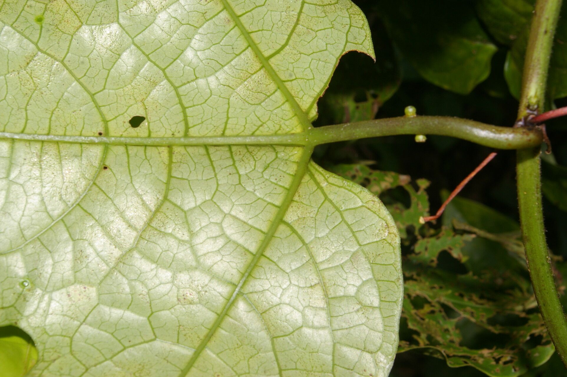 Passiflora lobata — houseplant care guide