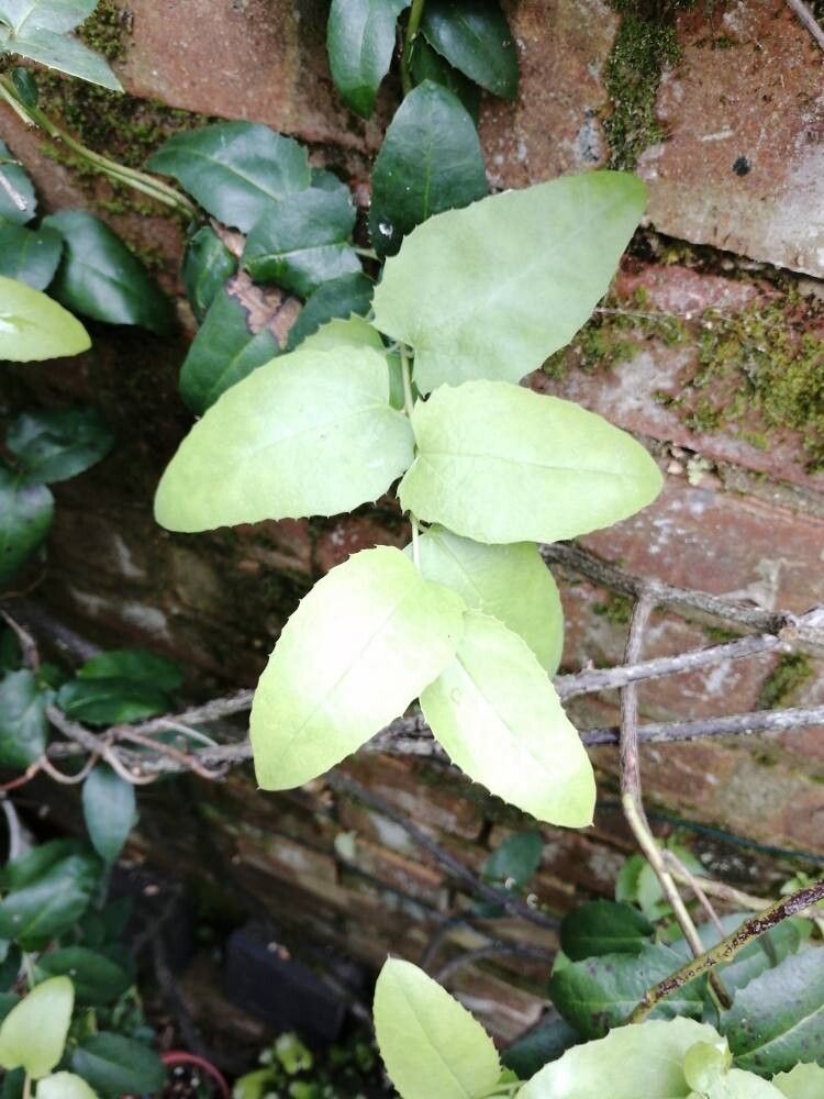 Berberidopsis corallina leaf
