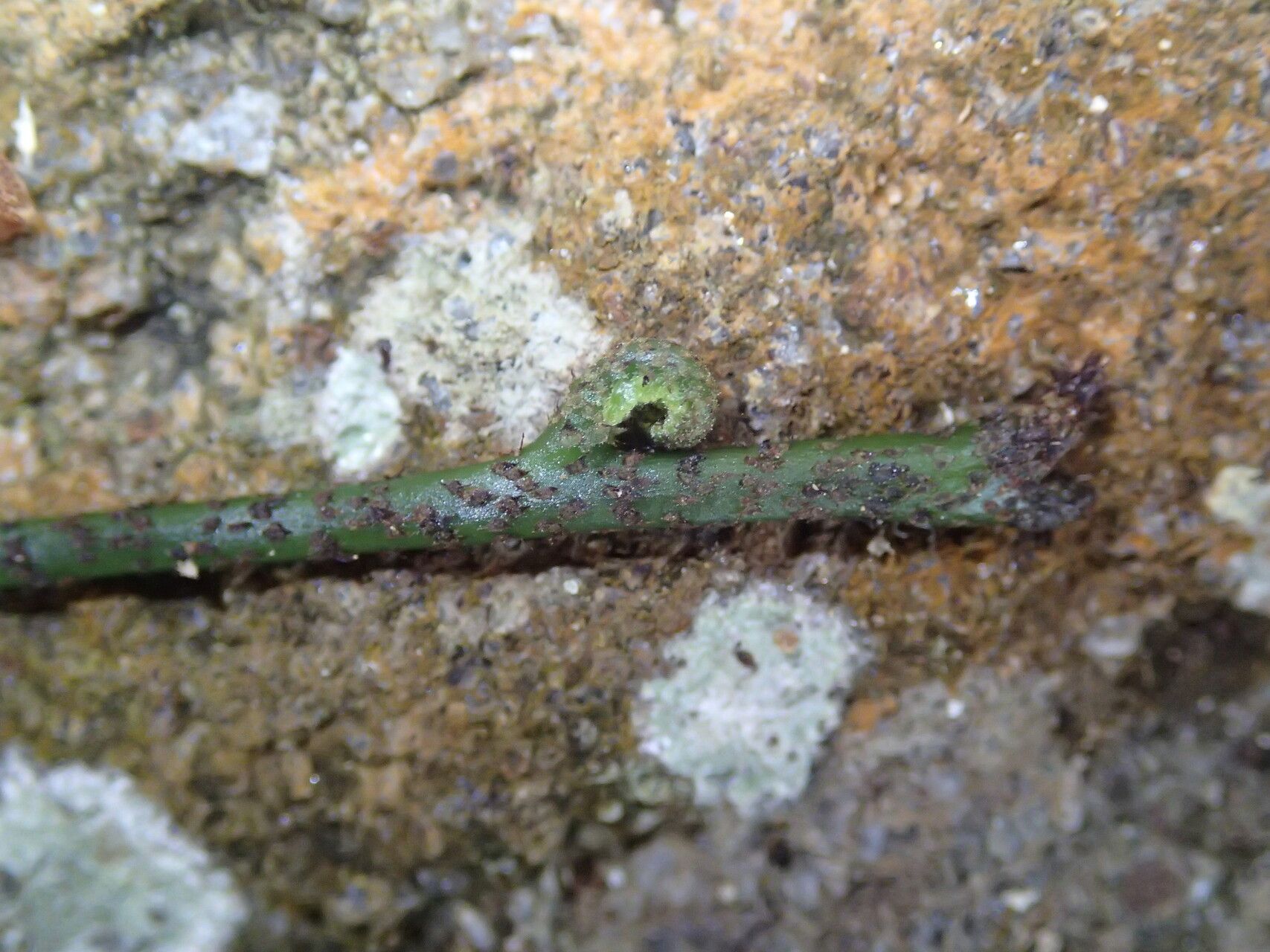 Arthropteris palisotii other