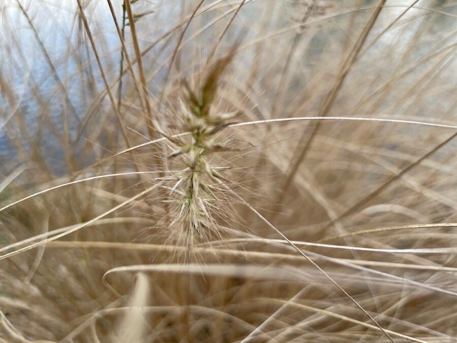 Pennisetum longistylum fruit