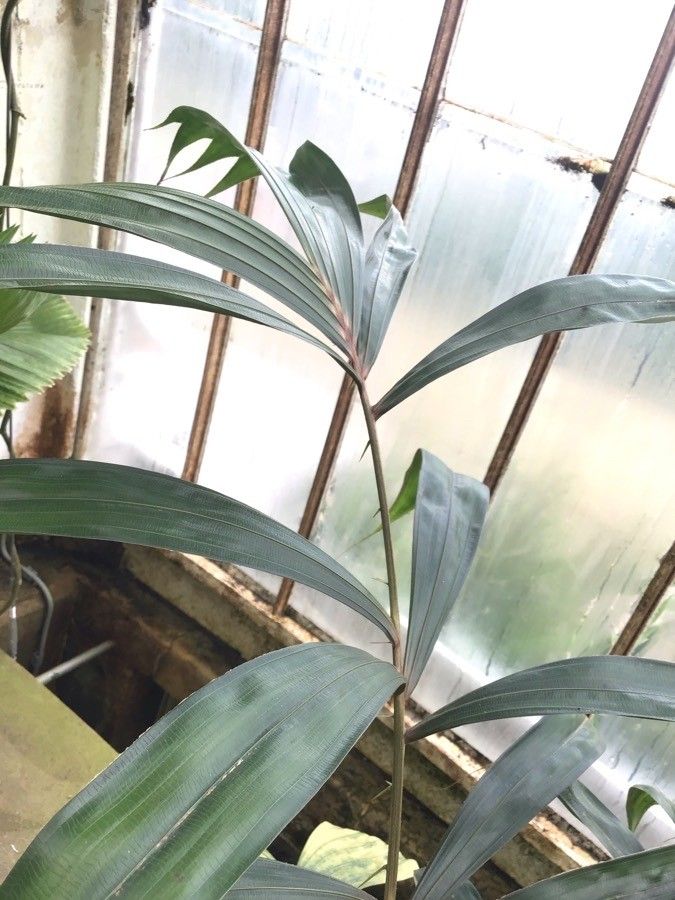 Salacca affinis — related species from the same genus