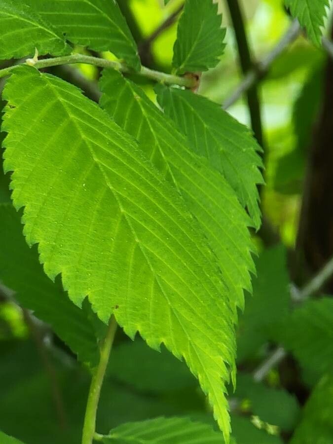 Ulmus rubra leaf