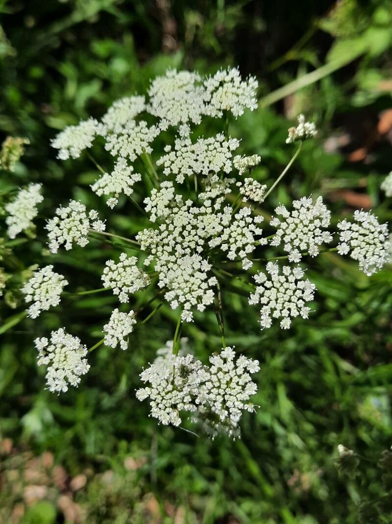 Pimpinella peregrina flower