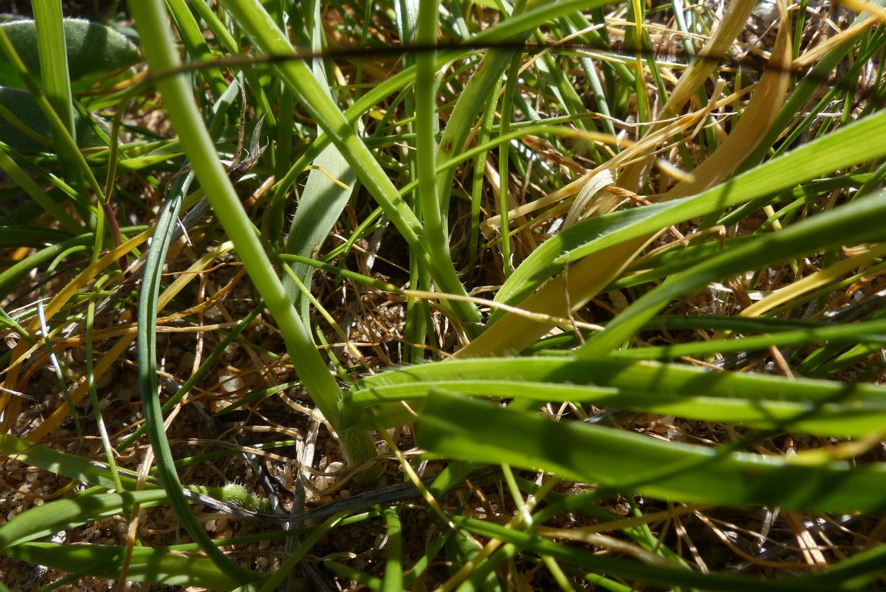 Allium subvillosum — search result for 'Libya'