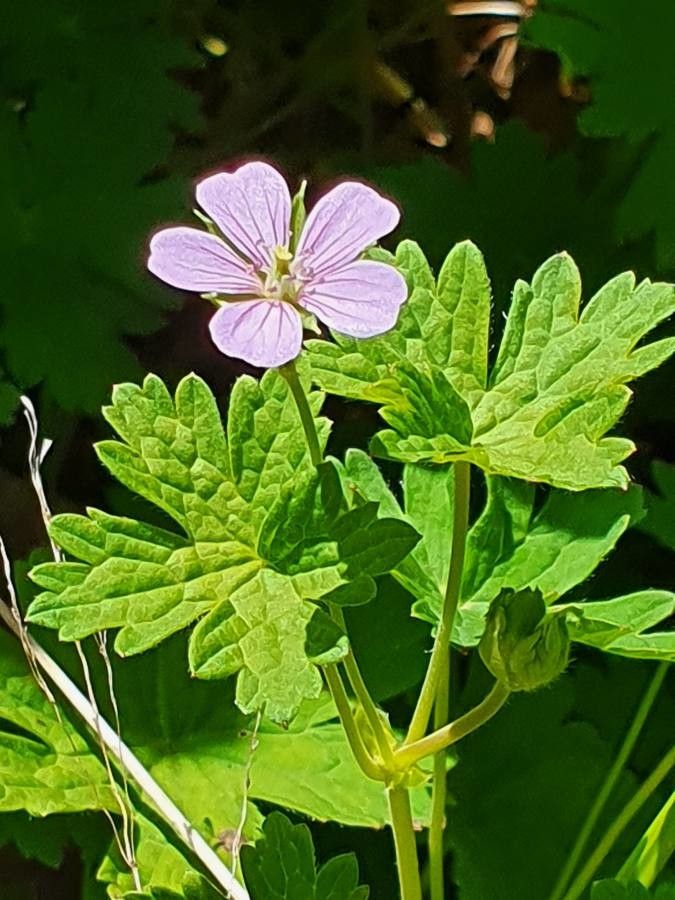 Geranium aculeolatum flower