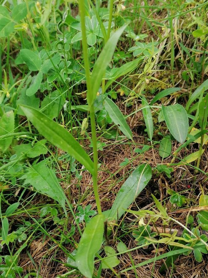 Pseudorchis albida — search result for 'Labrador'