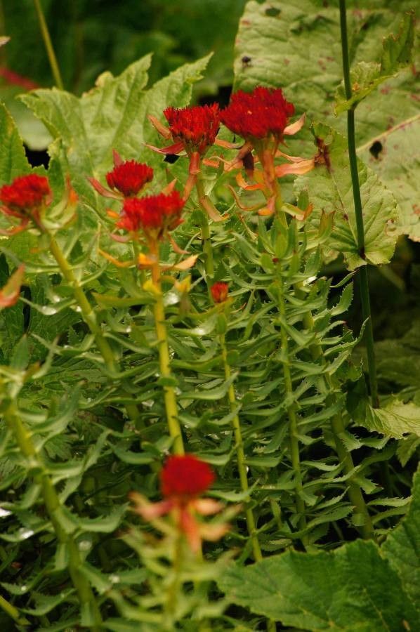 Rhodiola rosea leaf