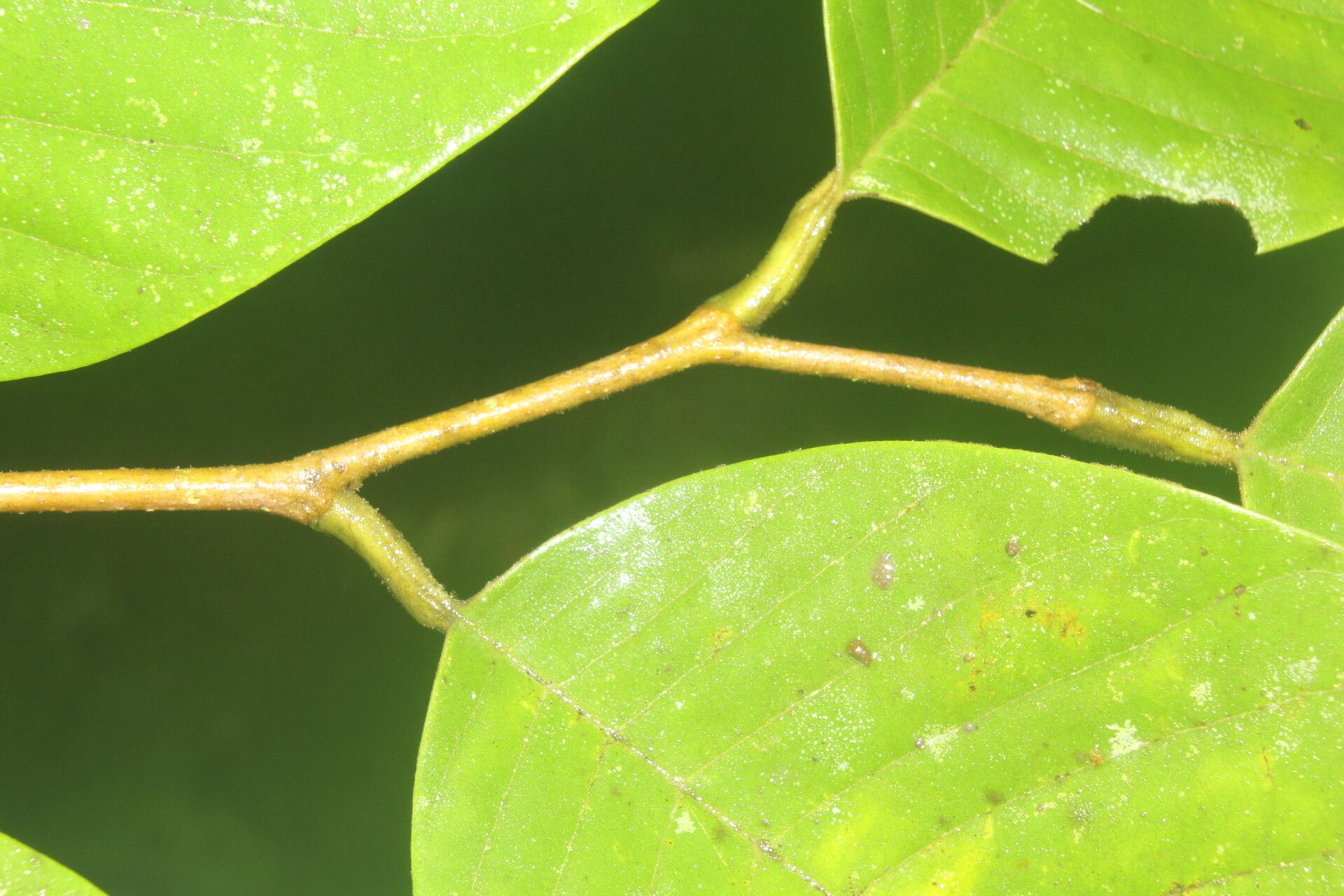 Annona danforthii bark