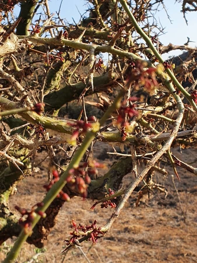 Commiphora schimperi flower