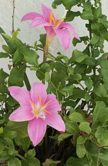 Zephyranthes Carinata flower