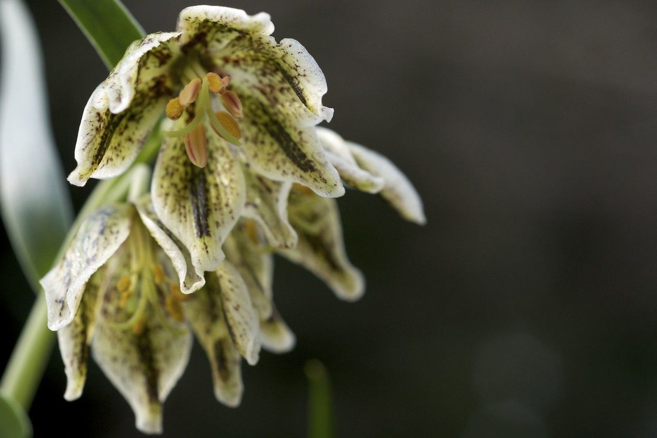 Fritillaria purdyi flower