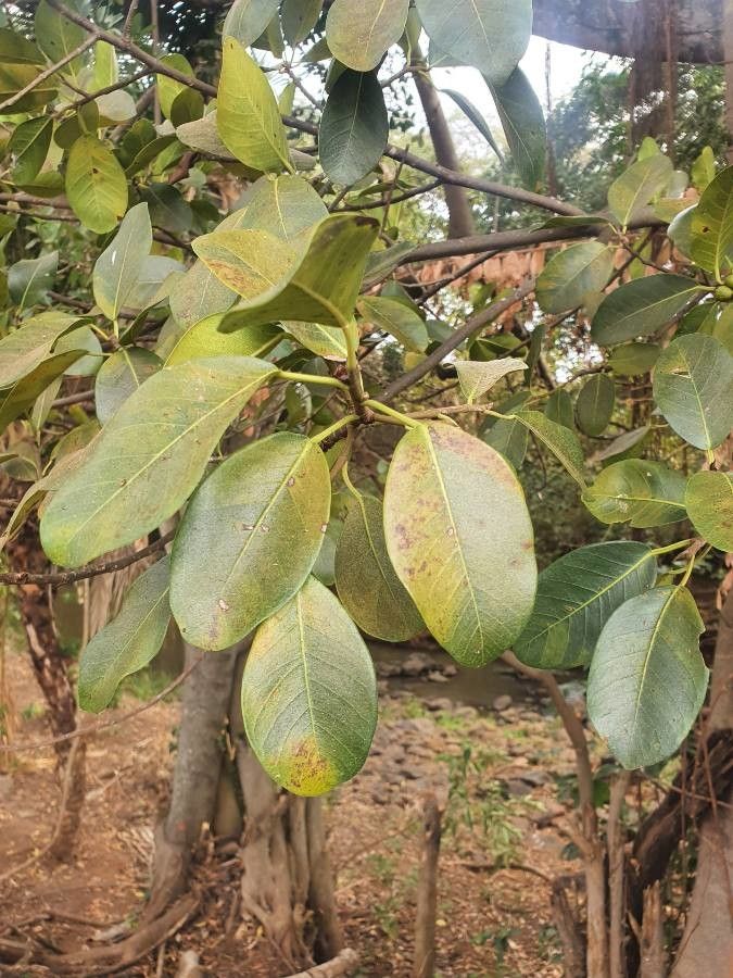Ficus craterostoma — search result for 'Tropical West Africa'