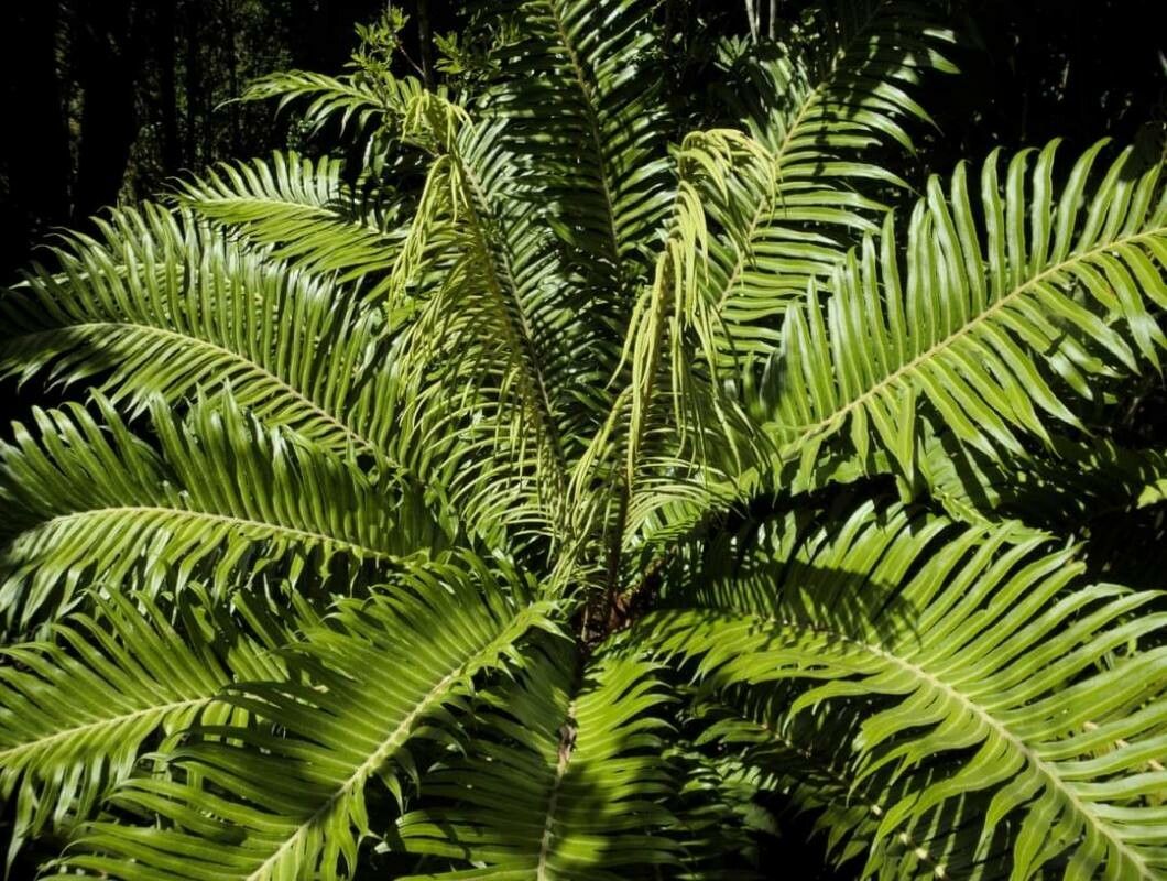 Blechnum magellanicum — houseplant care guide