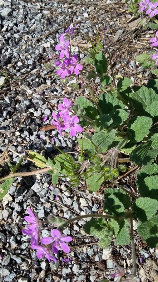 Erodium maritimum — search result for 'Erodium'
