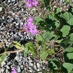 Erodium maritimum